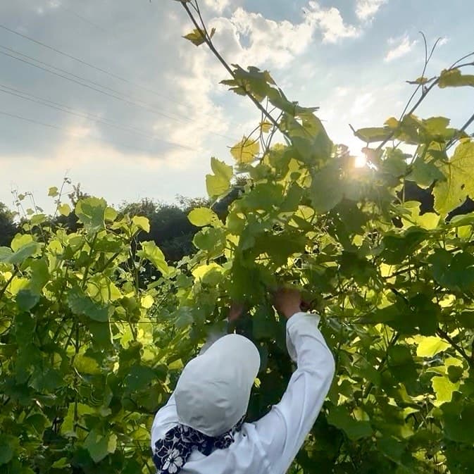 夏の畑で、伸びた葡萄の枝に手を伸ばす造り手