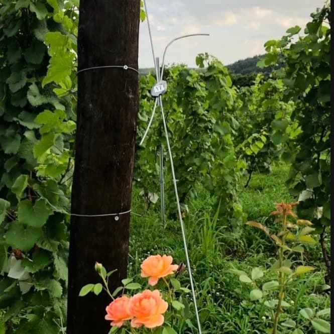ワイヤーを張った畝の端の支柱と、その足元に咲く薔薇